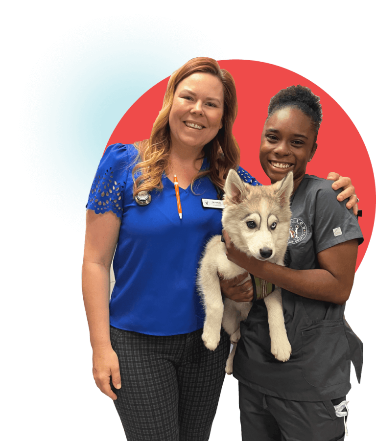 About Madison Veterinary Hospital