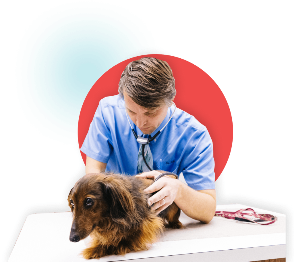 Veterinary care at Madison Veterinary Hospital