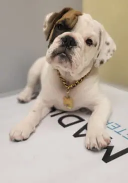 a dog lying on the ground