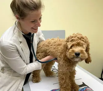 a person holding a dog