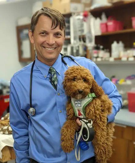 Dr Andrew Rollo at Madison Veterinary Hospital