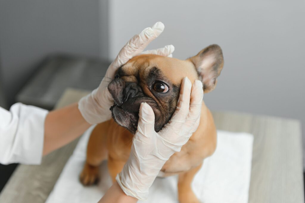 5 Signs Your Pet's Eyes Need Immediate Attention