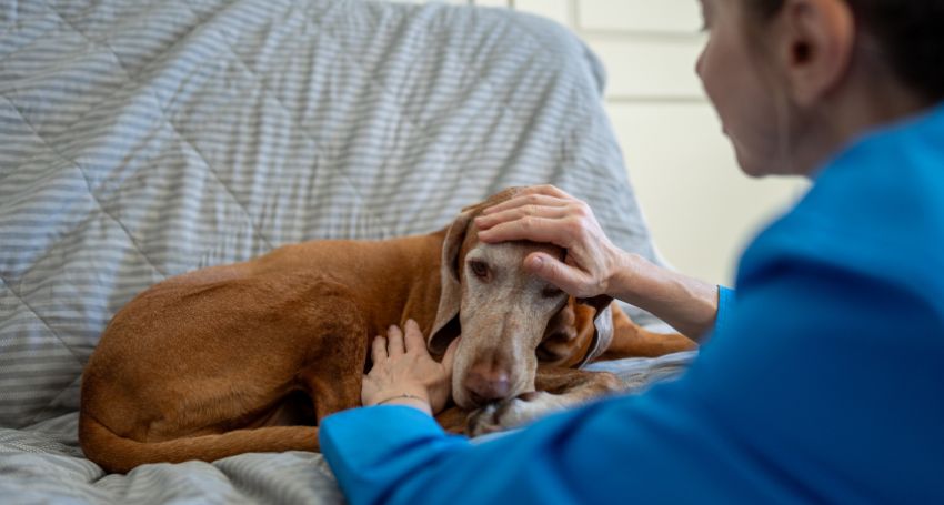 Dog Dementia Symptoms: 7 Early Warning Signs for Owners