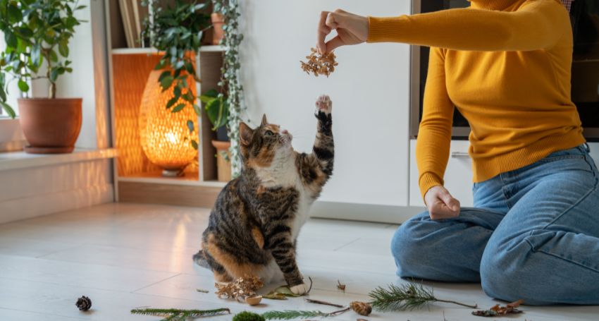 Indoor Cat Enrichment: Health Benefits & Physical Care