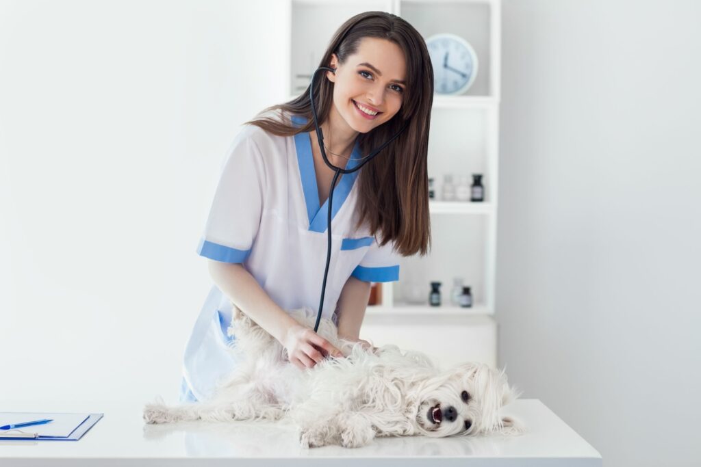 Pet Care and Treatment for Pets