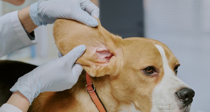 Dog Inner Ear Infection: How to Recognize & Treat It