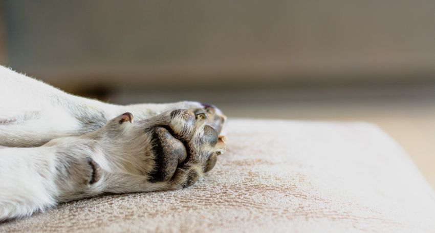 Dog Licking Paws a Lot: Common Causes & Fast Relief