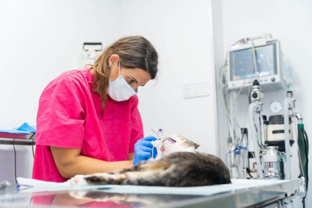 Veterinary Dental Care (1) (1)
