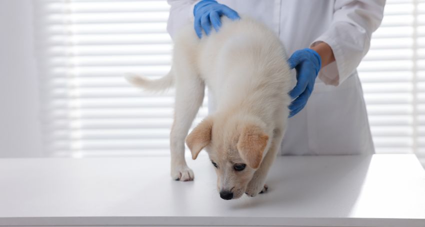 When to Take Dog to Vet for Vomiting: Safety Guidance