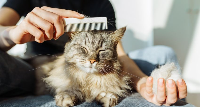 Why Is My Cat Losing Hair? Common Causes & Solutions
