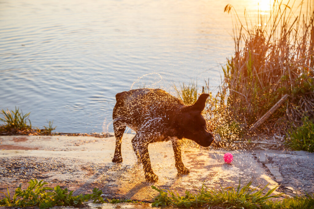 Dog Symptoms of Heat Exhaustion: Early Signs & Relief