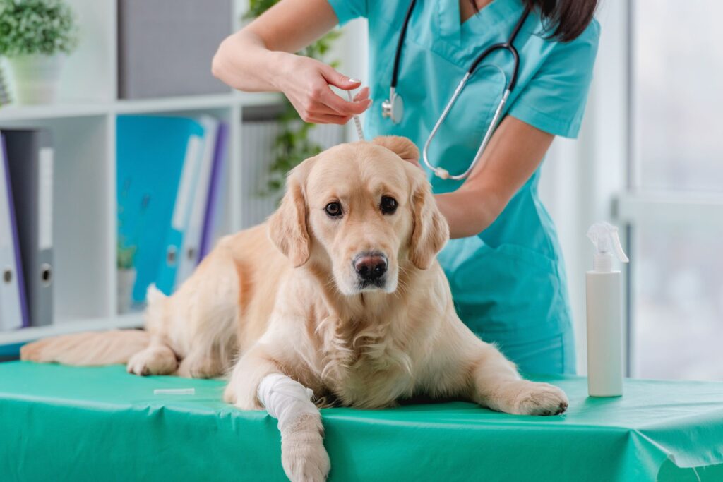 Dog Arthritis Treatment