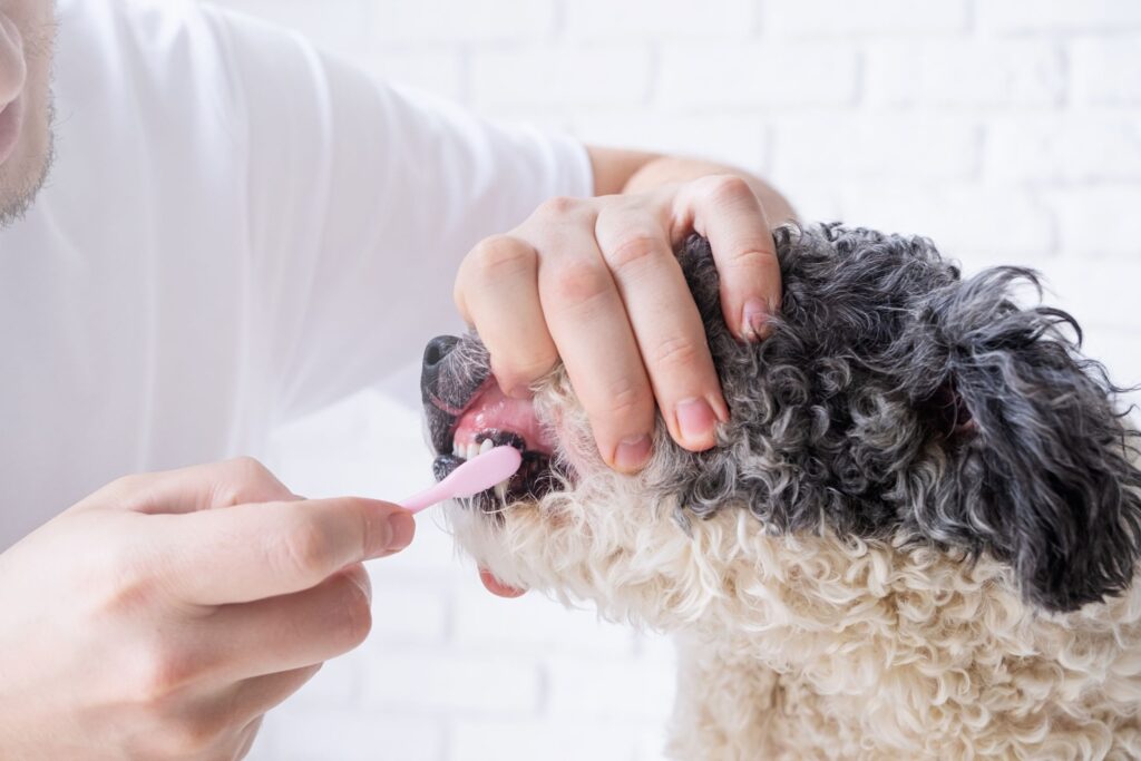 Dog Gum Color Guide