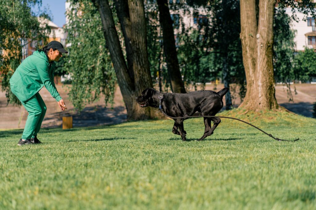 Dog Pooping Blood