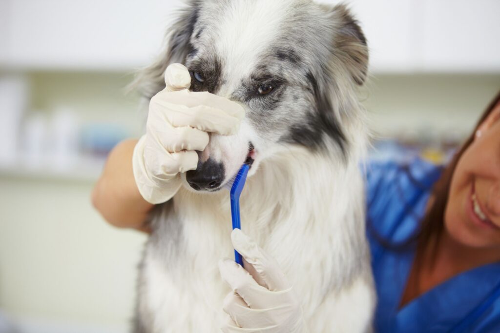 Preventative Dental Care for dog