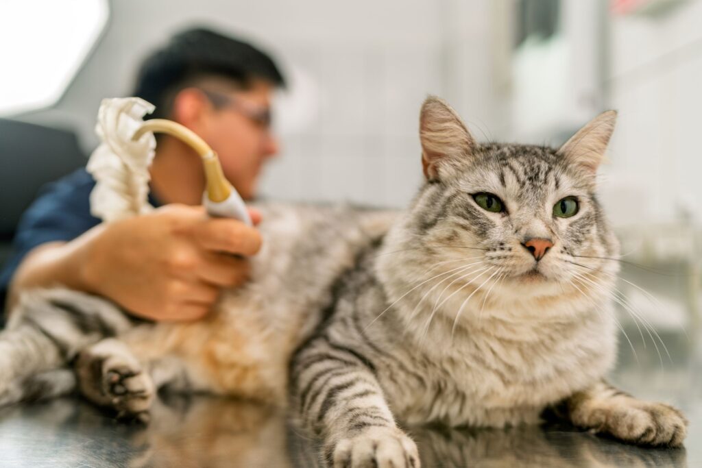 Roundworms in Cats