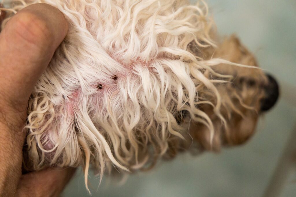 Roundworms in Dogs