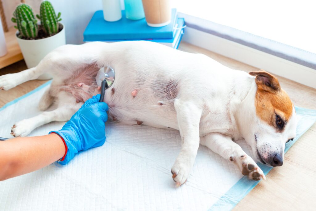Worms in Dogs