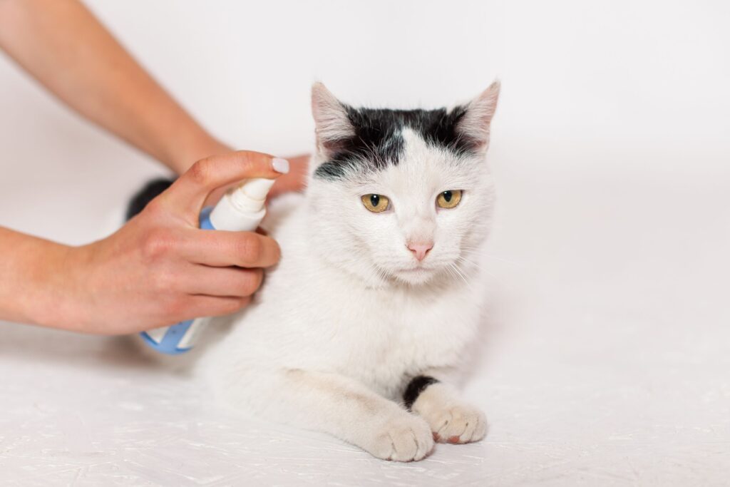 Cat Spraying