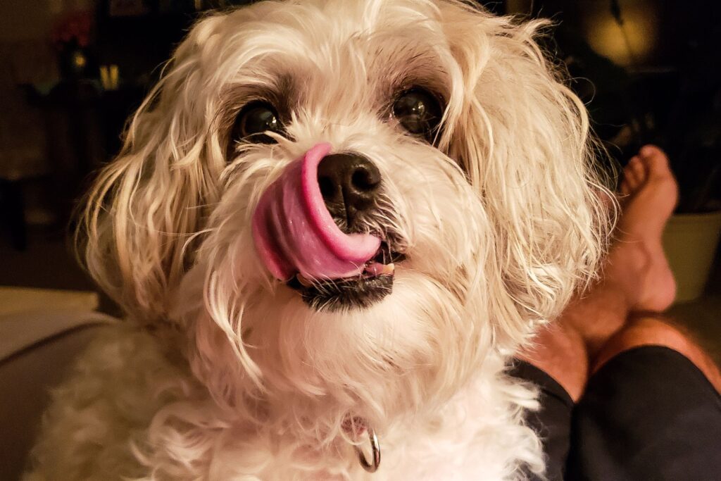 Dog Excessive Licking