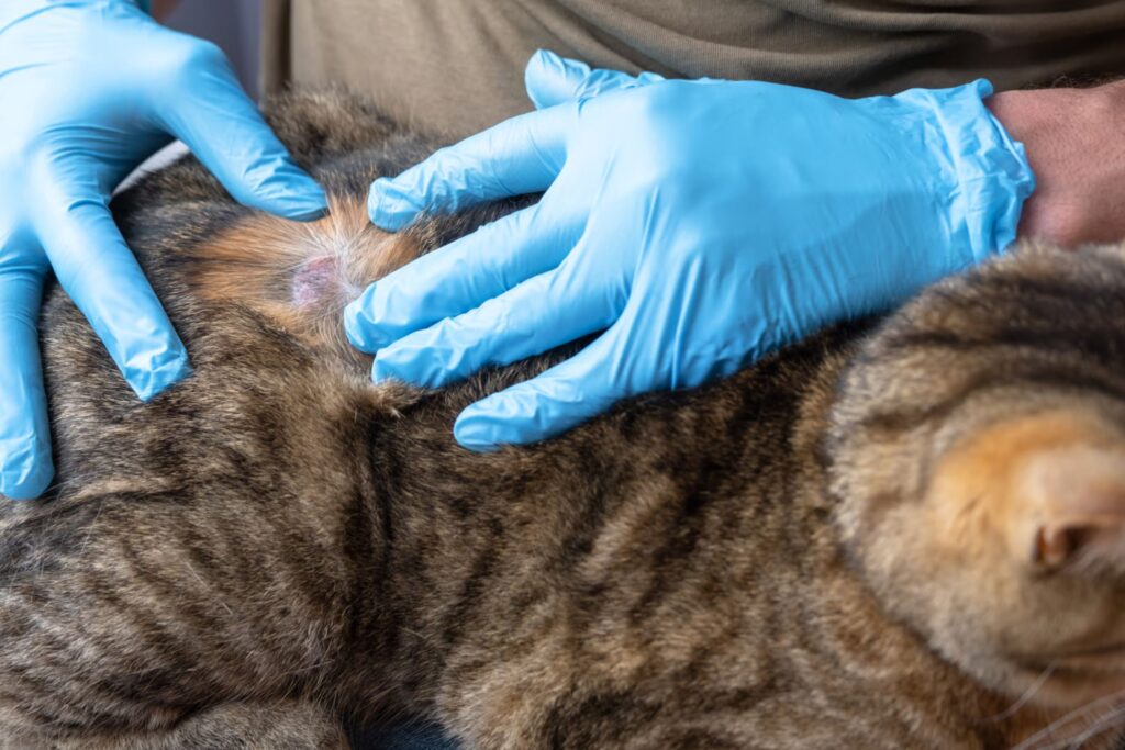 Mange in Cats