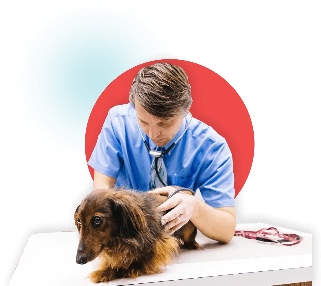 Veterinary care at Madison Veterinary Hospital